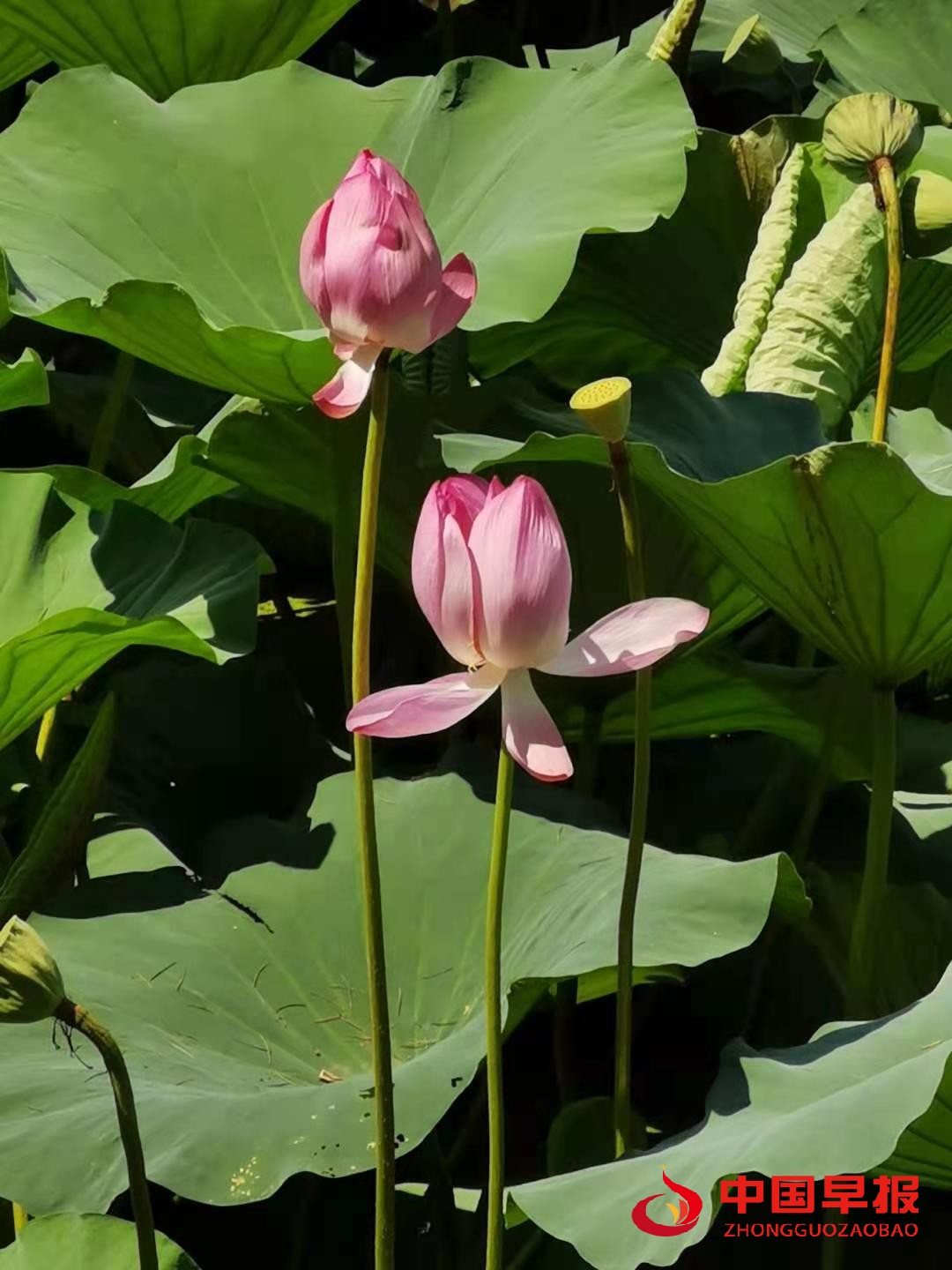 1607059725797029.jpg 1607059725797029.jpg