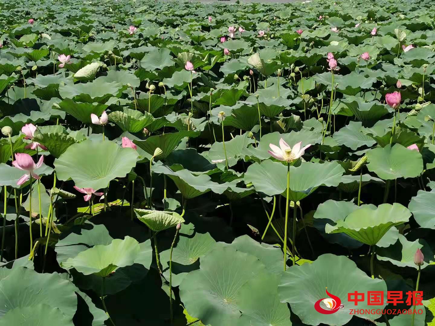 1607059749700882.jpg 1607059749700882.jpg