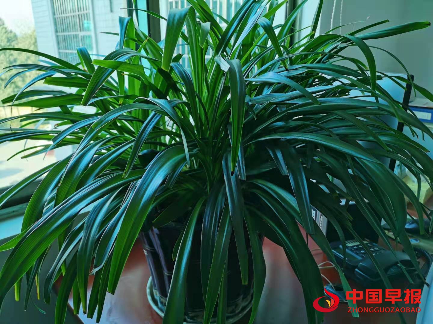 1610097492291023.jpg 1610097492291023.jpg