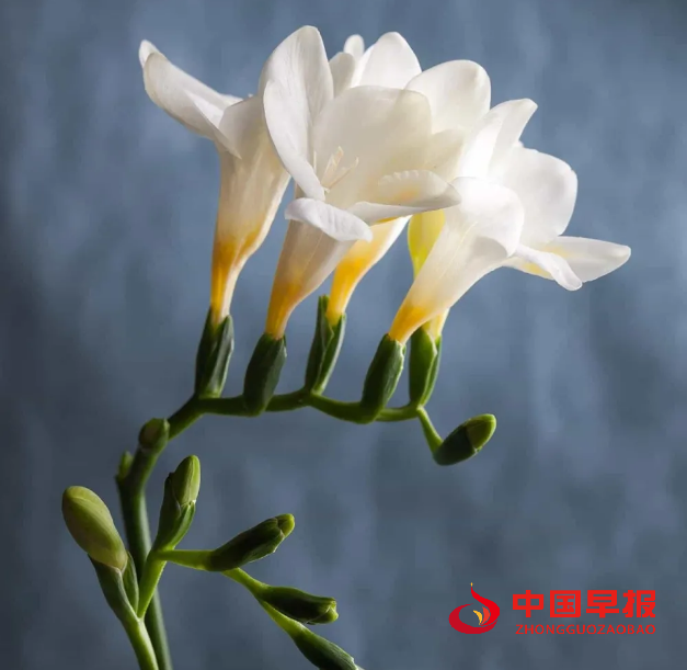 1616642597734929.png 1616642597734929.png