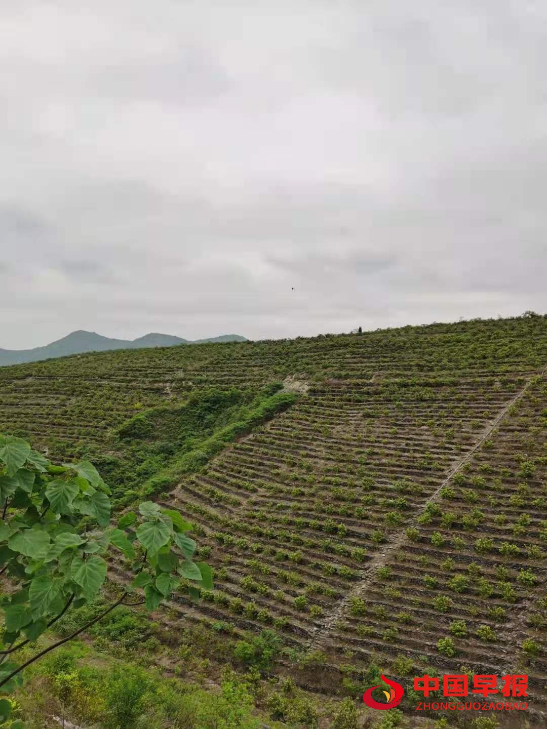 1619251763696402.jpg 1619251763696402.jpg