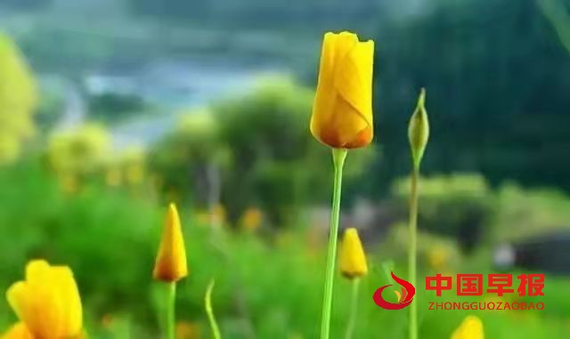 1651295244212758.jpg 1651295244212758.jpg