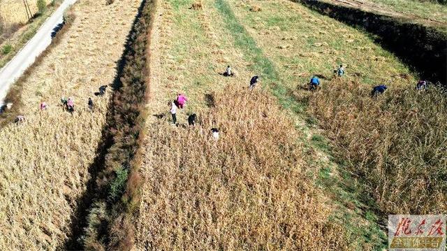 1665662088618589.jpeg 图片05.jpeg