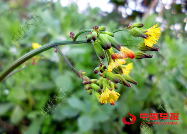 苦菜花.png