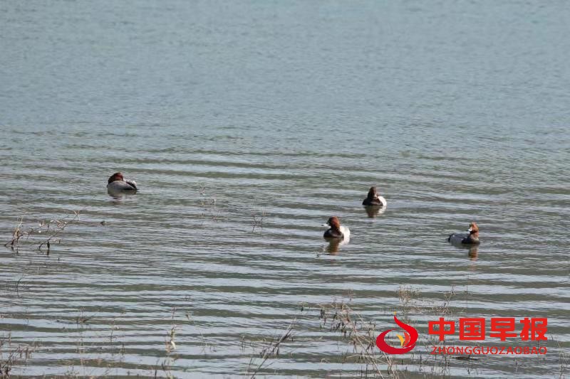 1608530913212563.jpg AQ.jpg