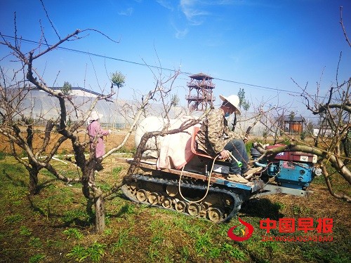 1613520088156914.jpg 黄龙刘贵先夫妇冬桃园里忙喷洒药物.jpg