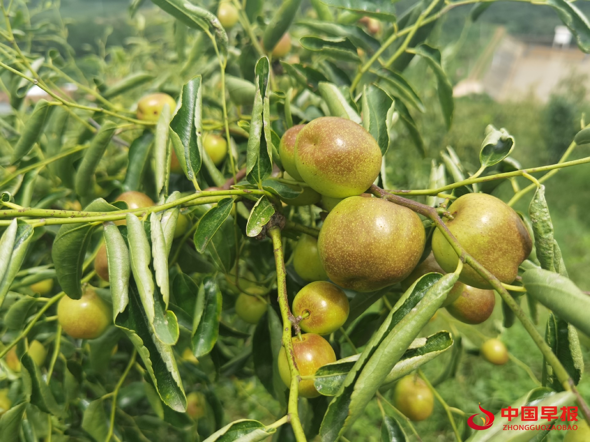 1630636068129380.jpg 1630636068129380.jpg