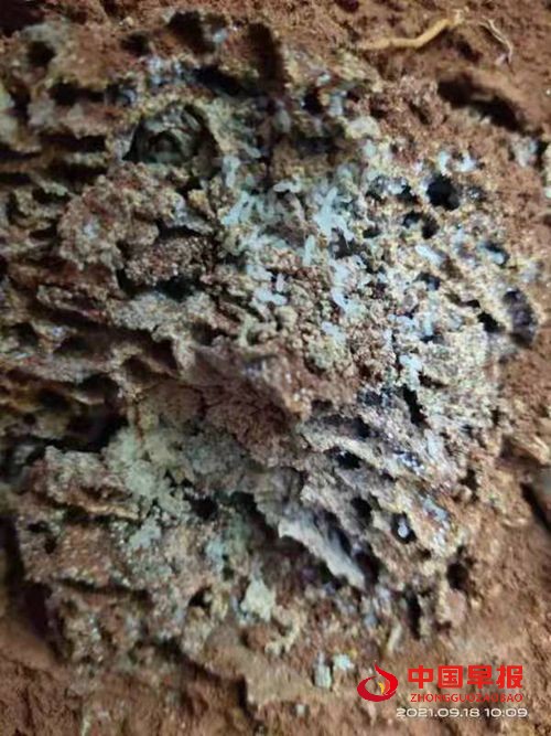 1632100453212879.jpg 5_副本.jpg