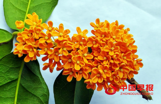 1728826572124542.png 640 (3)_副本.png