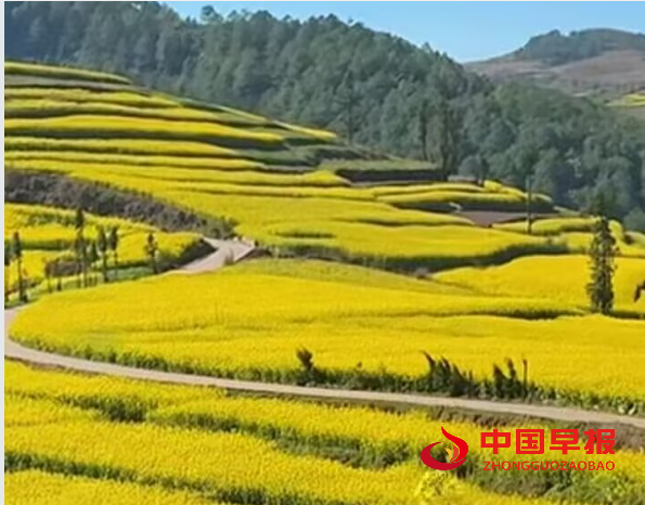 油菜花1.png