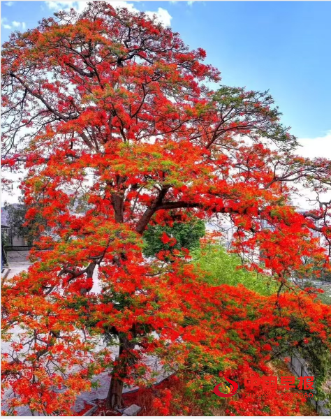 3花树.png