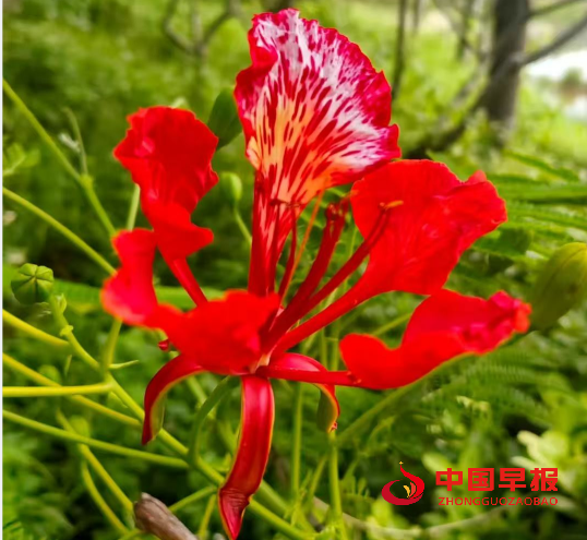 5花树.png