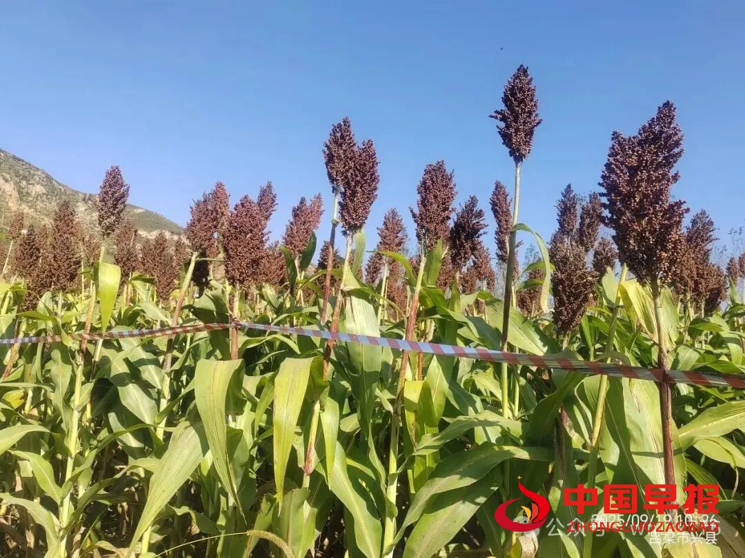 图片010.jpg